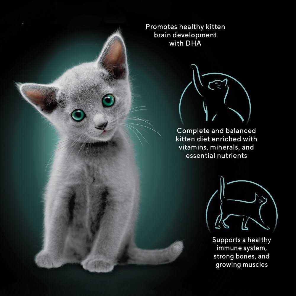 Wet Kitten Food Pate M31796