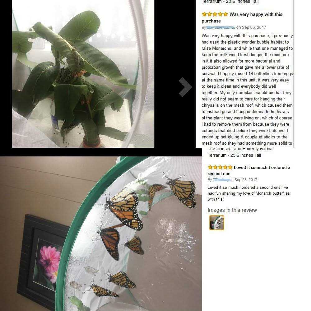 Insect and Butterfly Habitat Terrarium H5537