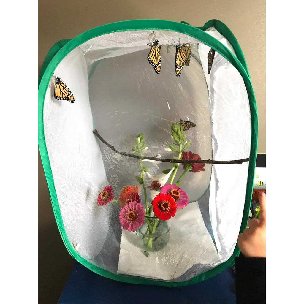 Insect and Butterfly Habitat Terrarium H5537