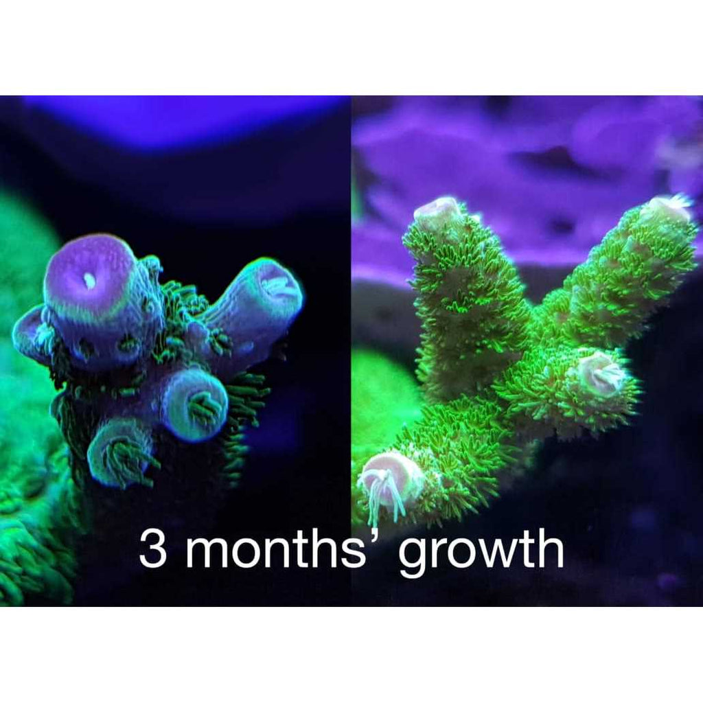 Reef Energy AB+ Plus Coral Nutrition X32298