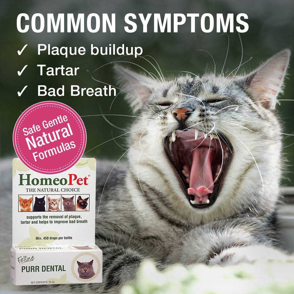 Feline Dental for Cats R806262