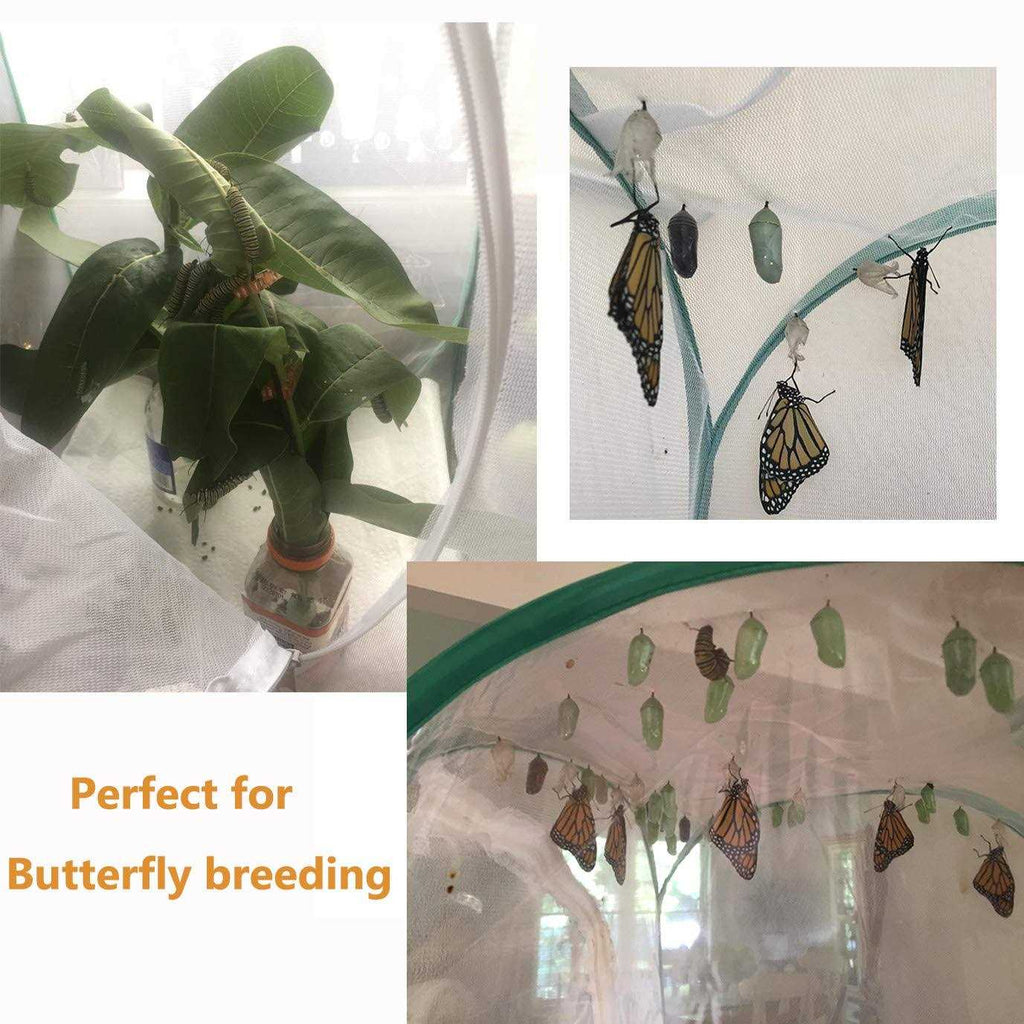 Insect and Butterfly Habitat Terrarium H5537