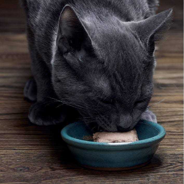 Wet Kitten Food Pate M31796