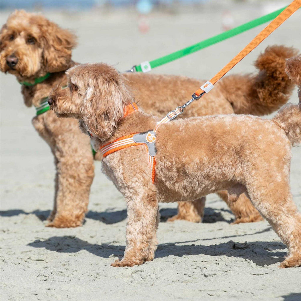 Dog Harness X52836