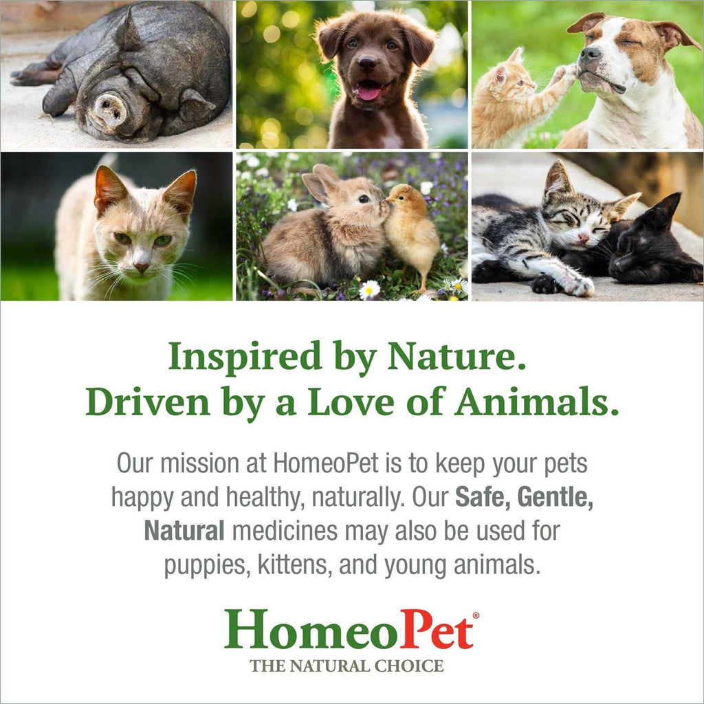 Feline Dental for Cats R806262